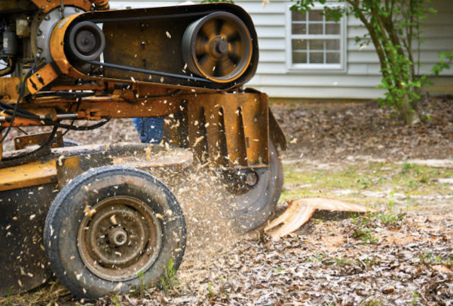 stump removal in Gaston