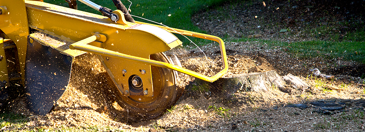 SC Stump Removal